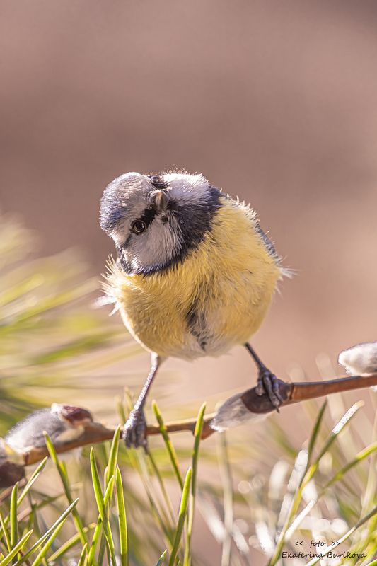фото превью