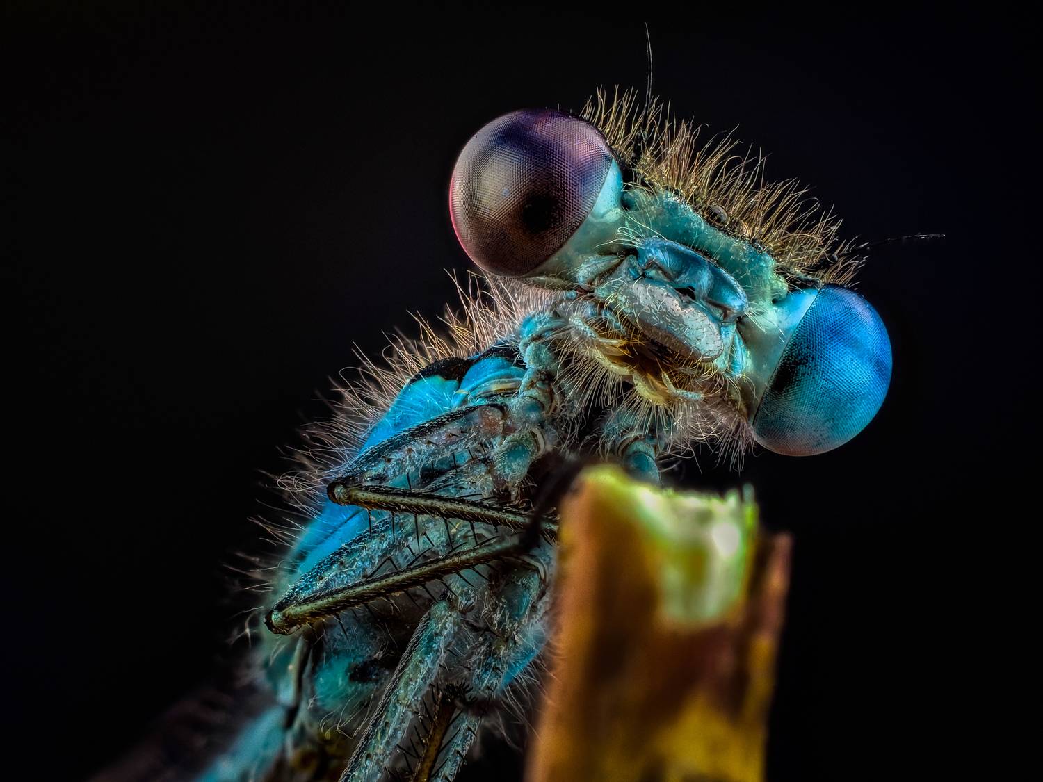 стрекоза стрелка., Олег Савицкий