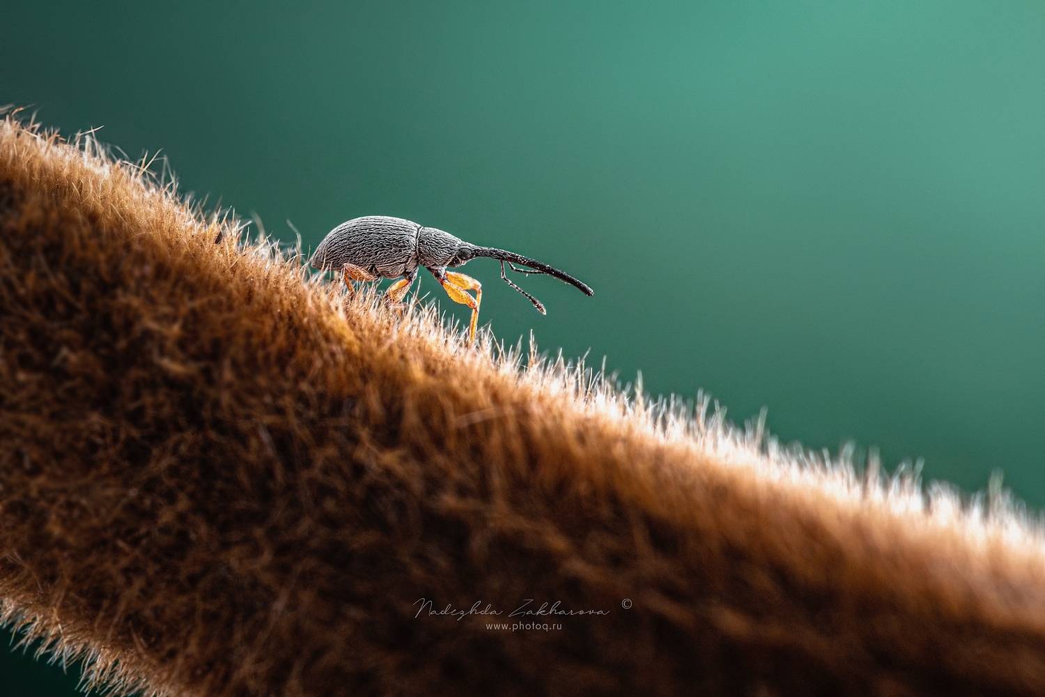 долгоносик, долгоносики, жуки, клеверный долгоносик, макро, макрофотография, весна, весна2025, Захарова Надежда