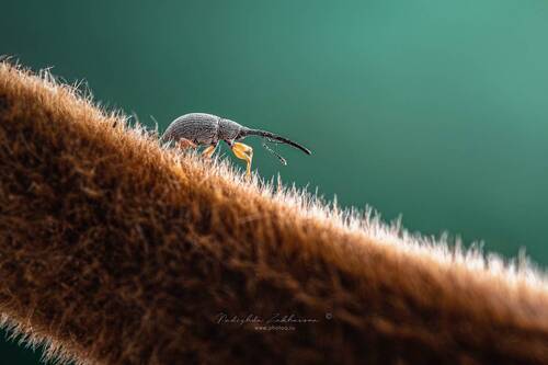 Долгоносик