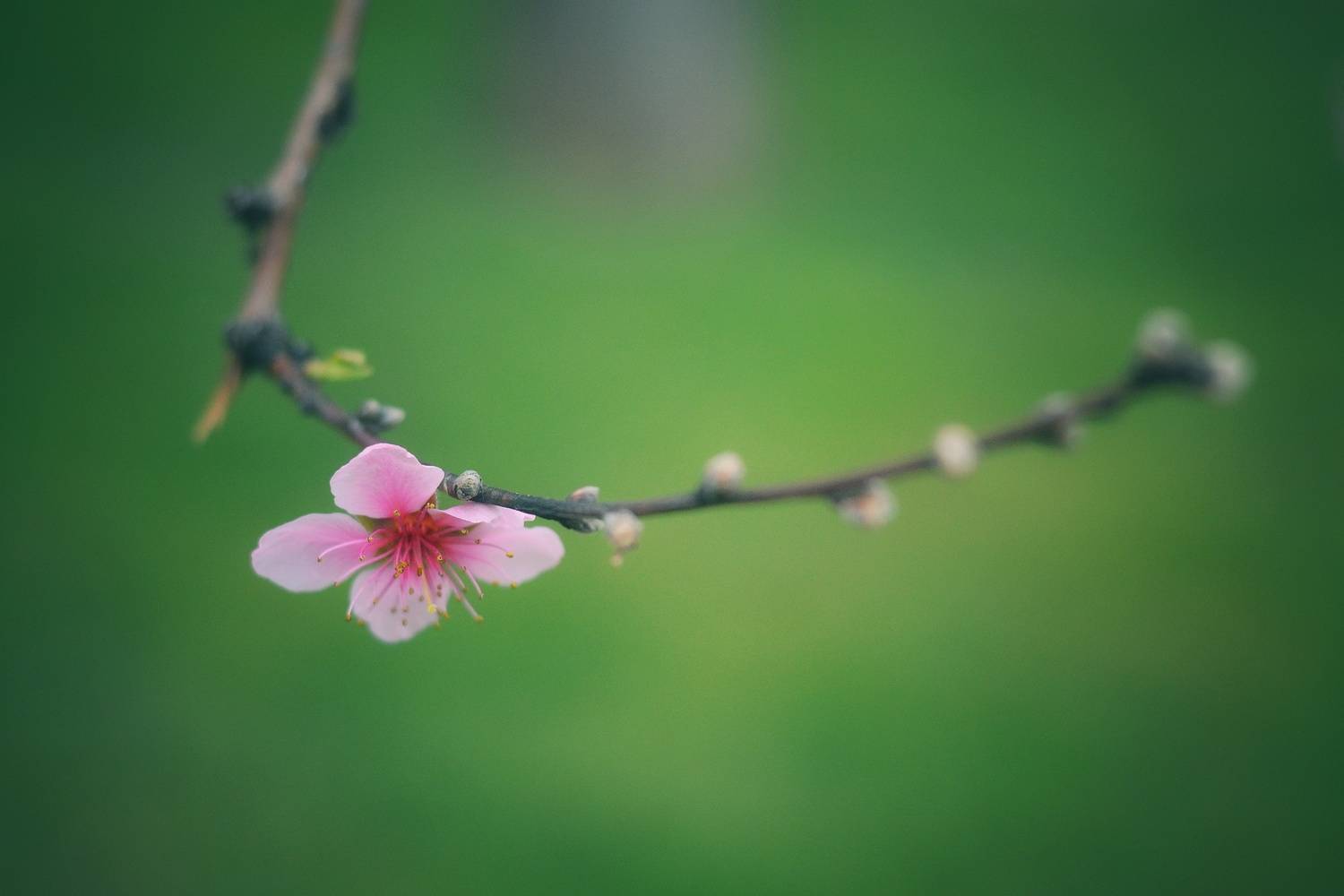 , Юлияна Стоянова