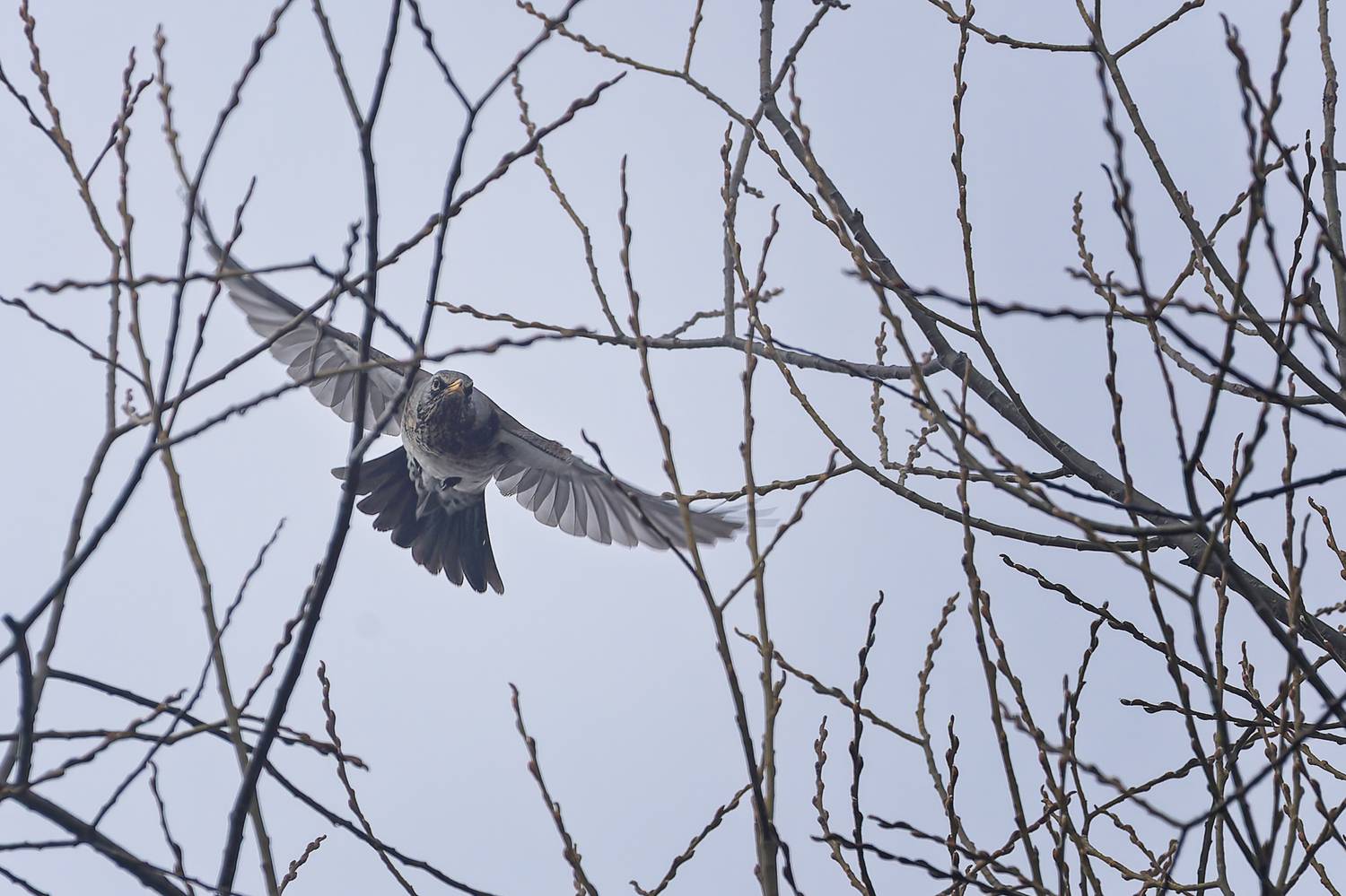 , Загруев Михаил