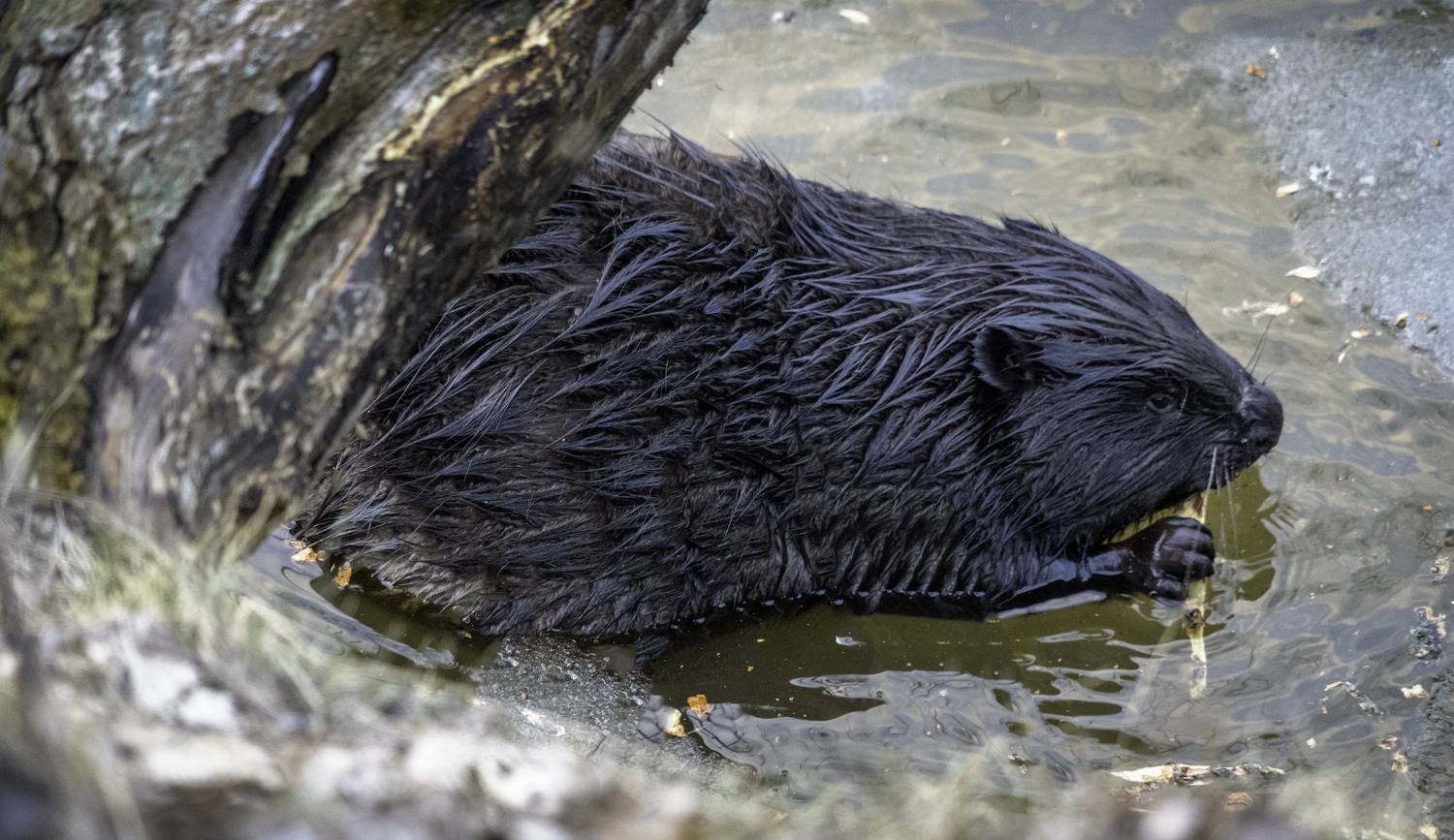 Москва, Строгино, Большой Строгинский Затон, бобёр, Щукинский полуостров, , Гаврилов Юрий