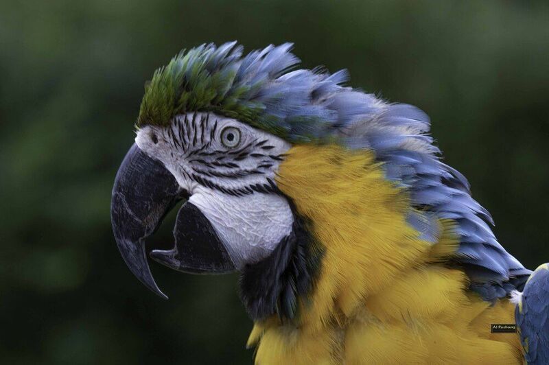 Blue-and-yellow macaw фото превью