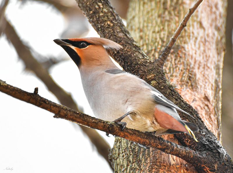 Свиристель фото превью