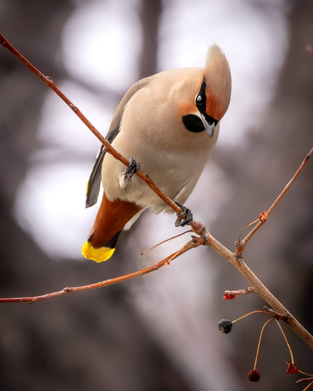 свиристель, бердвочинг, птицы, Дубровская Катерина