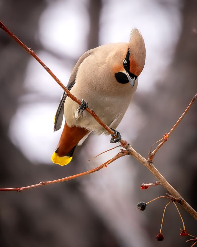 свиристель, бердвочинг, птицы Просто подари мне один только взгляд) фото превью