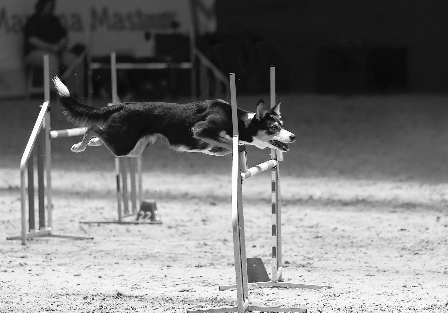 спорт, аджилити, соревнования, полёт, dog, competition, sport, Стукалова Юлия