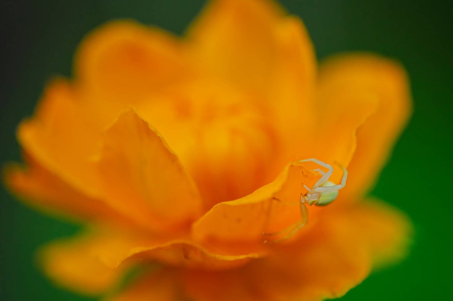 жирки, паук, Андреева Светлана