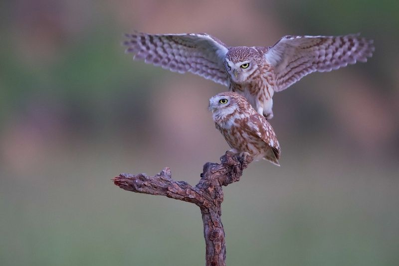 Little owls  фото превью
