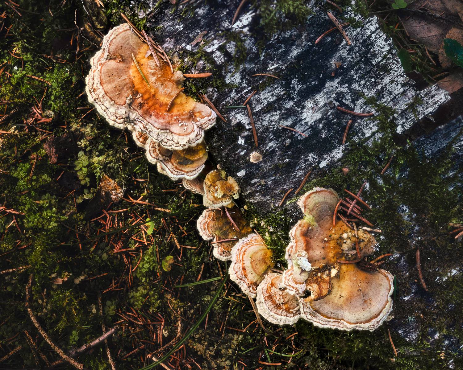 грибы, лес, Валерий Вождаев