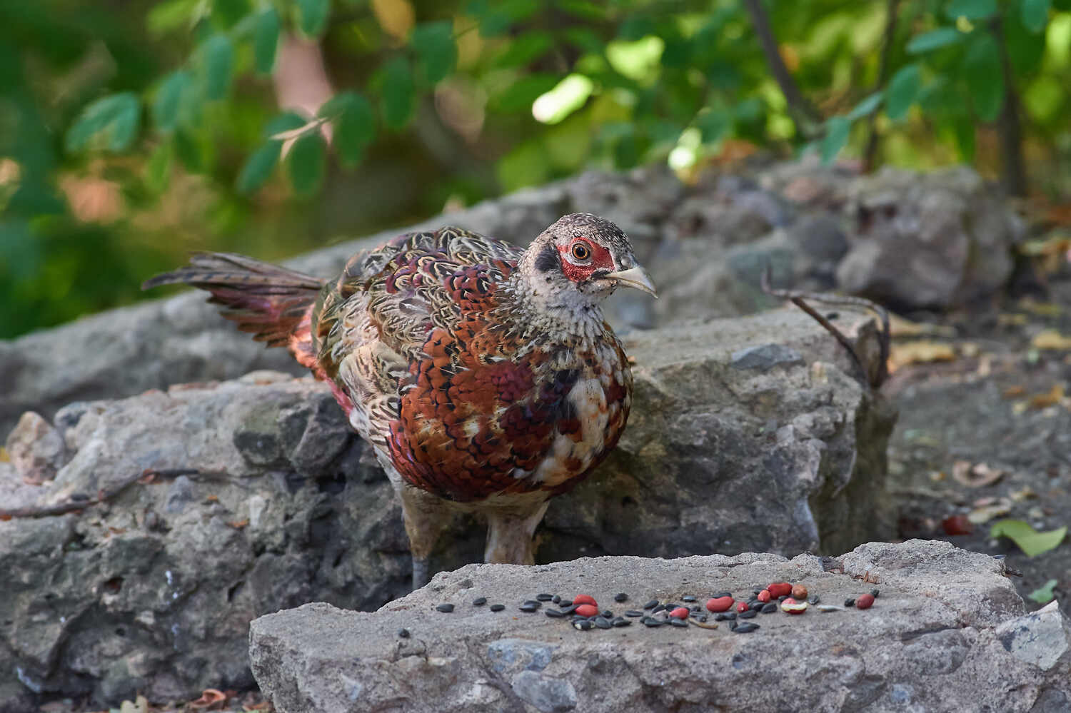 bird, birdswtching, voglgorad, russia, wildlife,, Павел Сторчилов