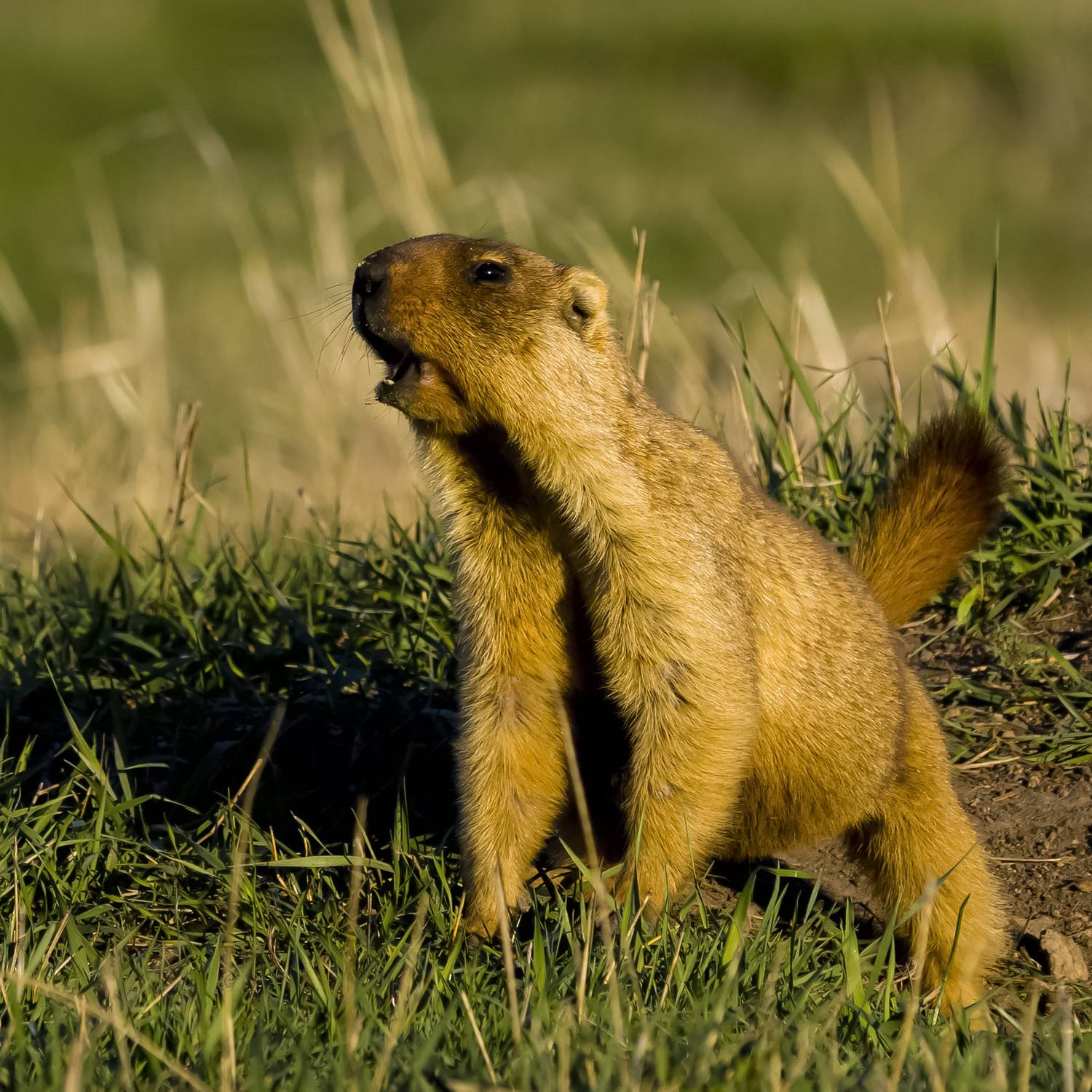 природа, Валерий Черняк