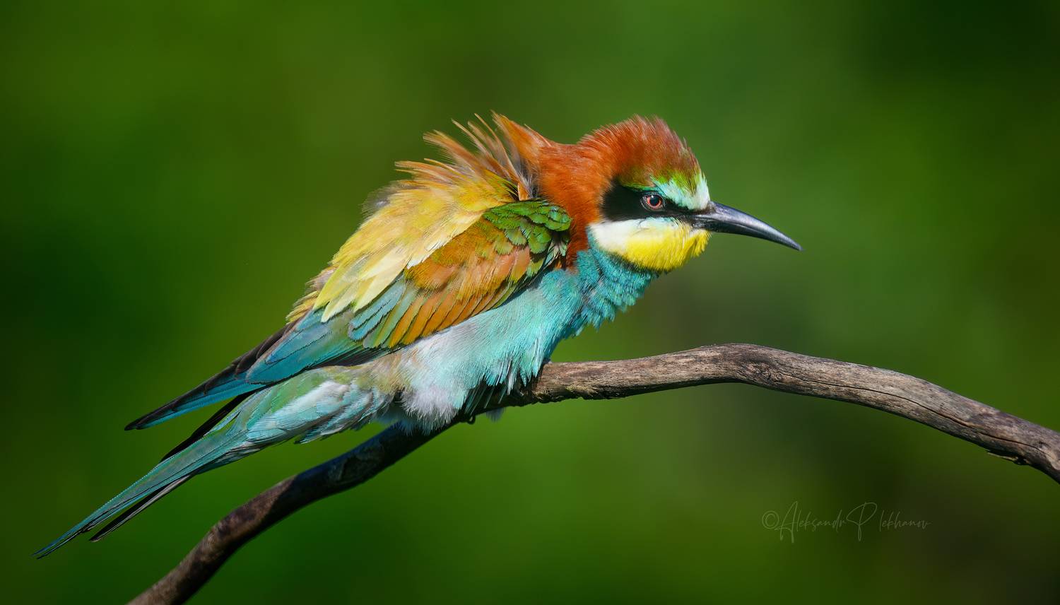 , Плеханов Александр