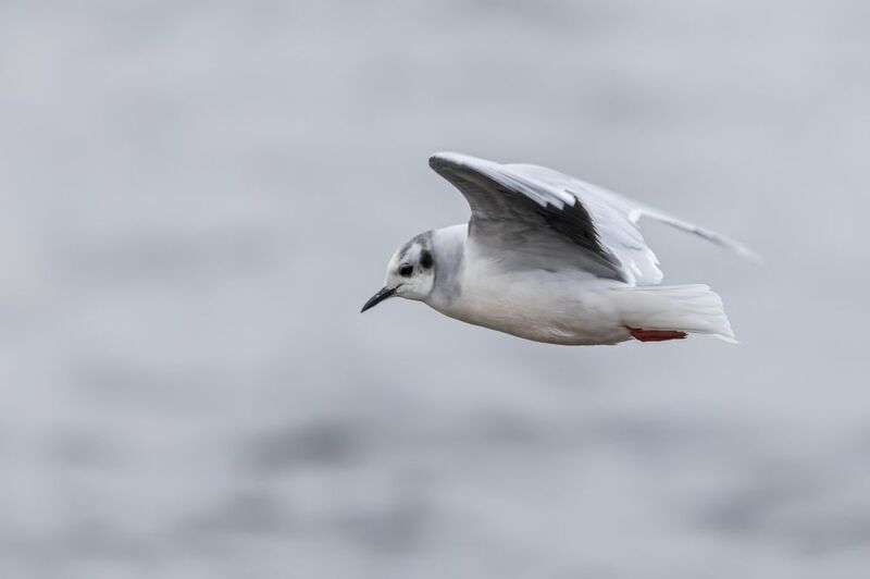 Малая чайка фото превью