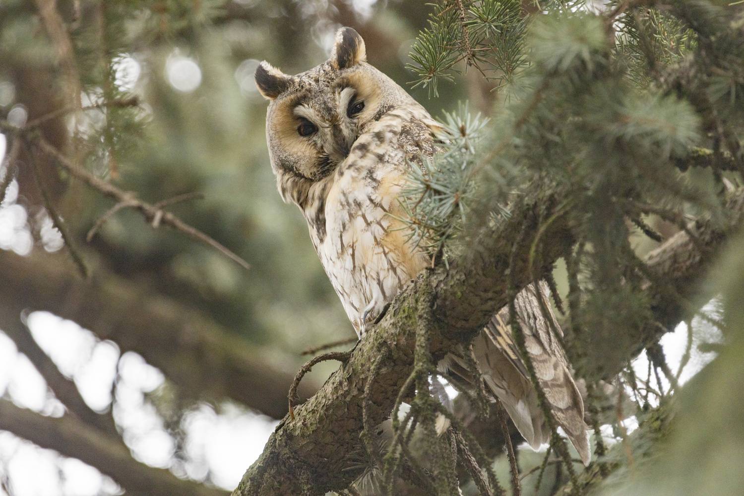 , Ольга Левакова