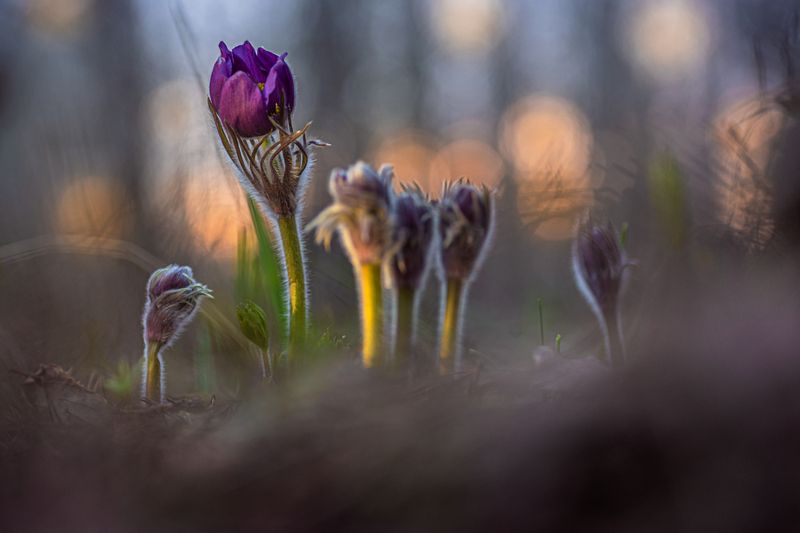 Весенняя сон трава.  фото превью