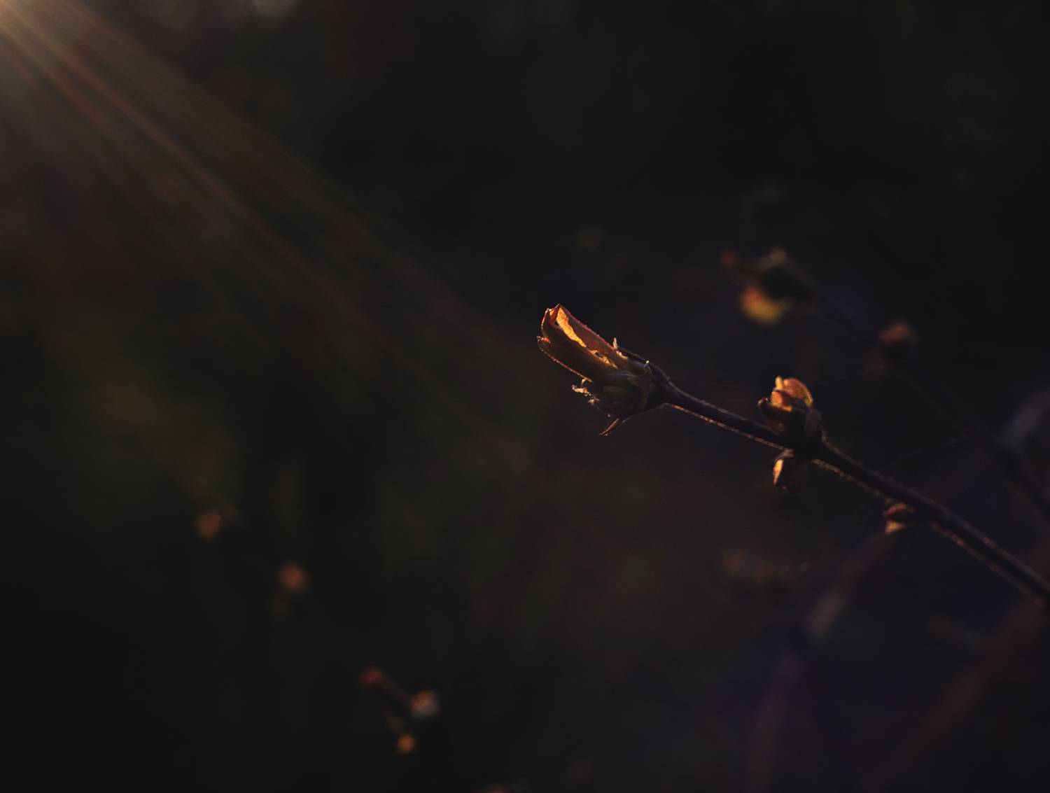 , Александра