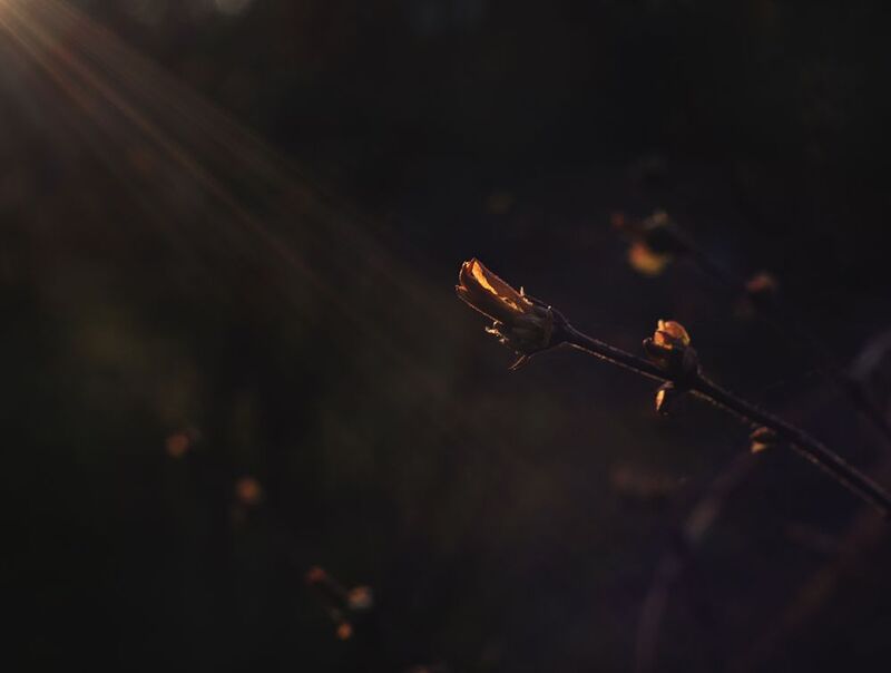 На заре фото превью