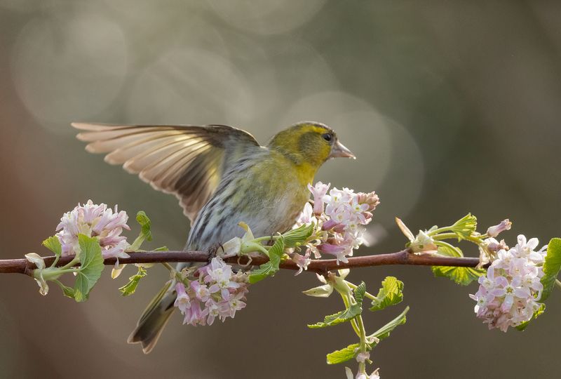 siskin, birds, nature, wildlife, canon Siskin фото превью