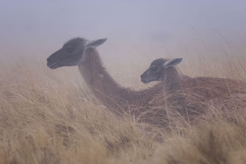 Этот зверь фото превью