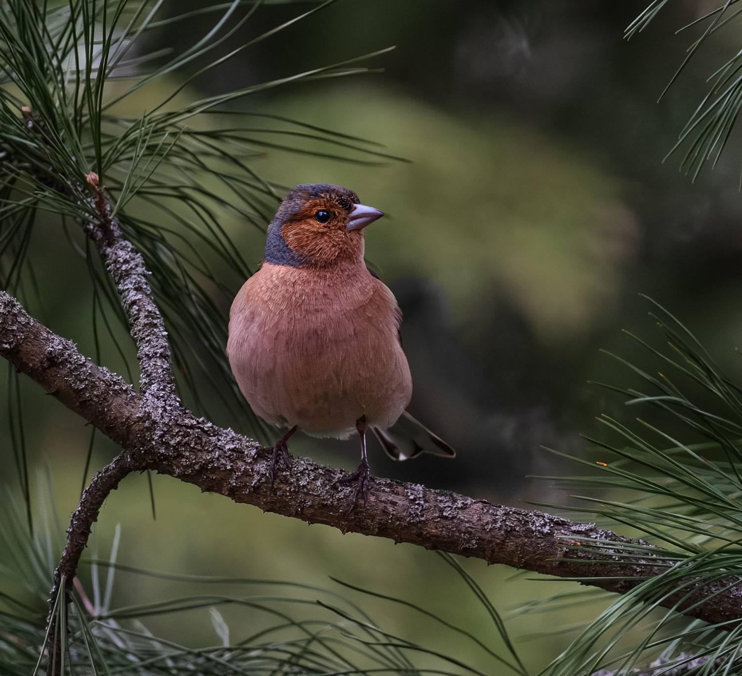 , Курлянцев Алексей