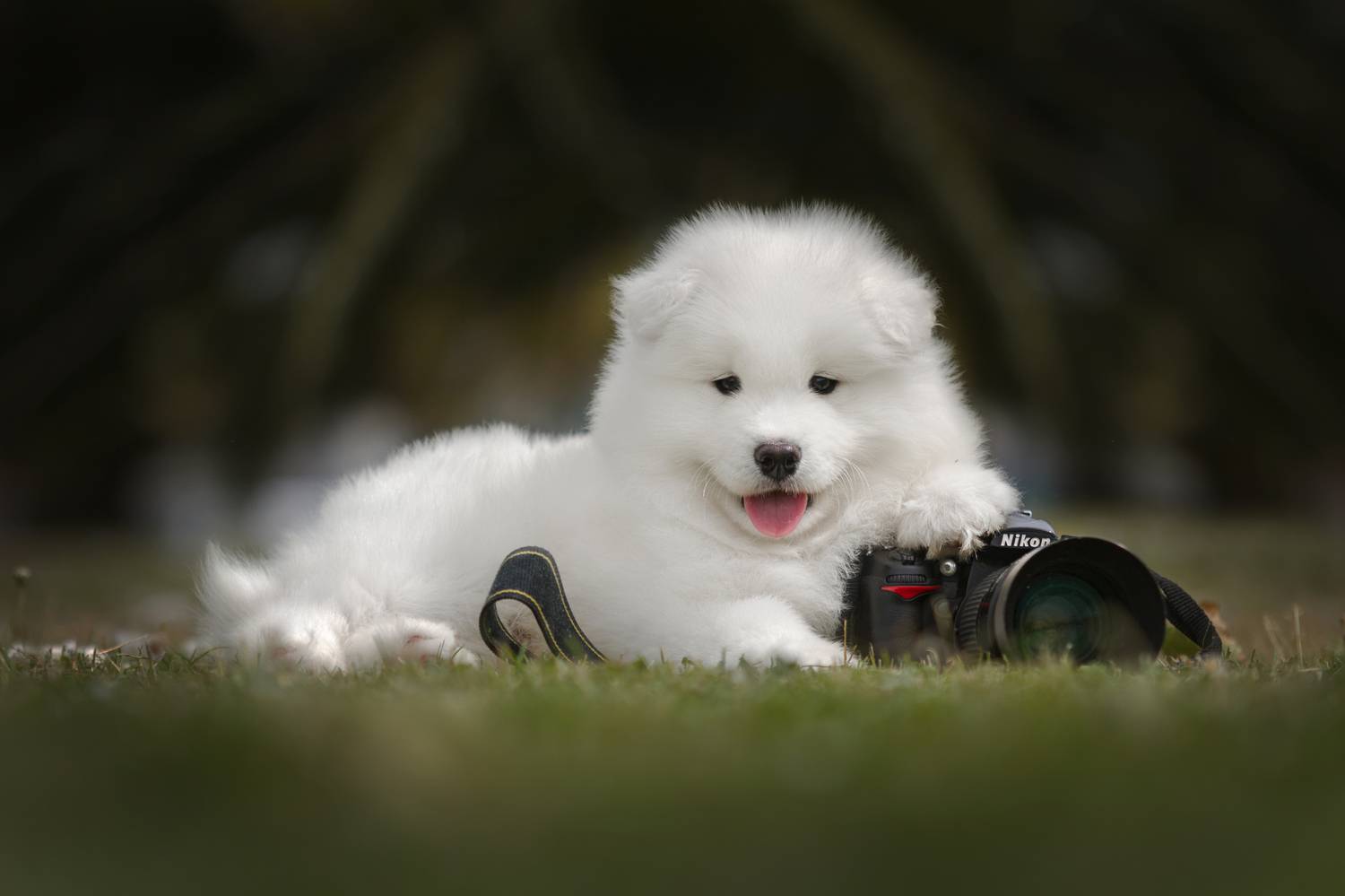 photography,dogs,pets,animal,canine,portrait,puppy,pose,natural,light,samoyed,nikon,camera,fluffy,white,spring, Alexandre Marques