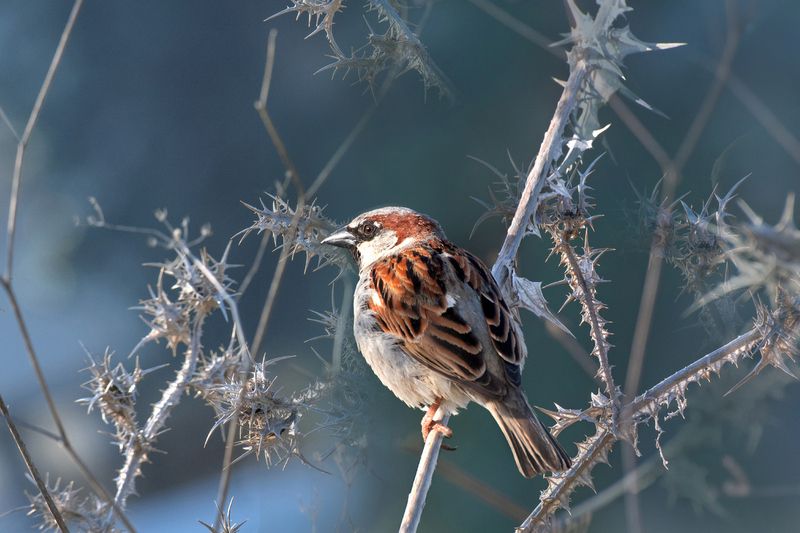 *** фото превью