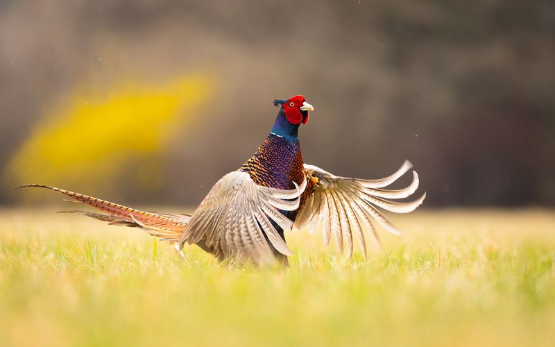 Pheasant фото превью