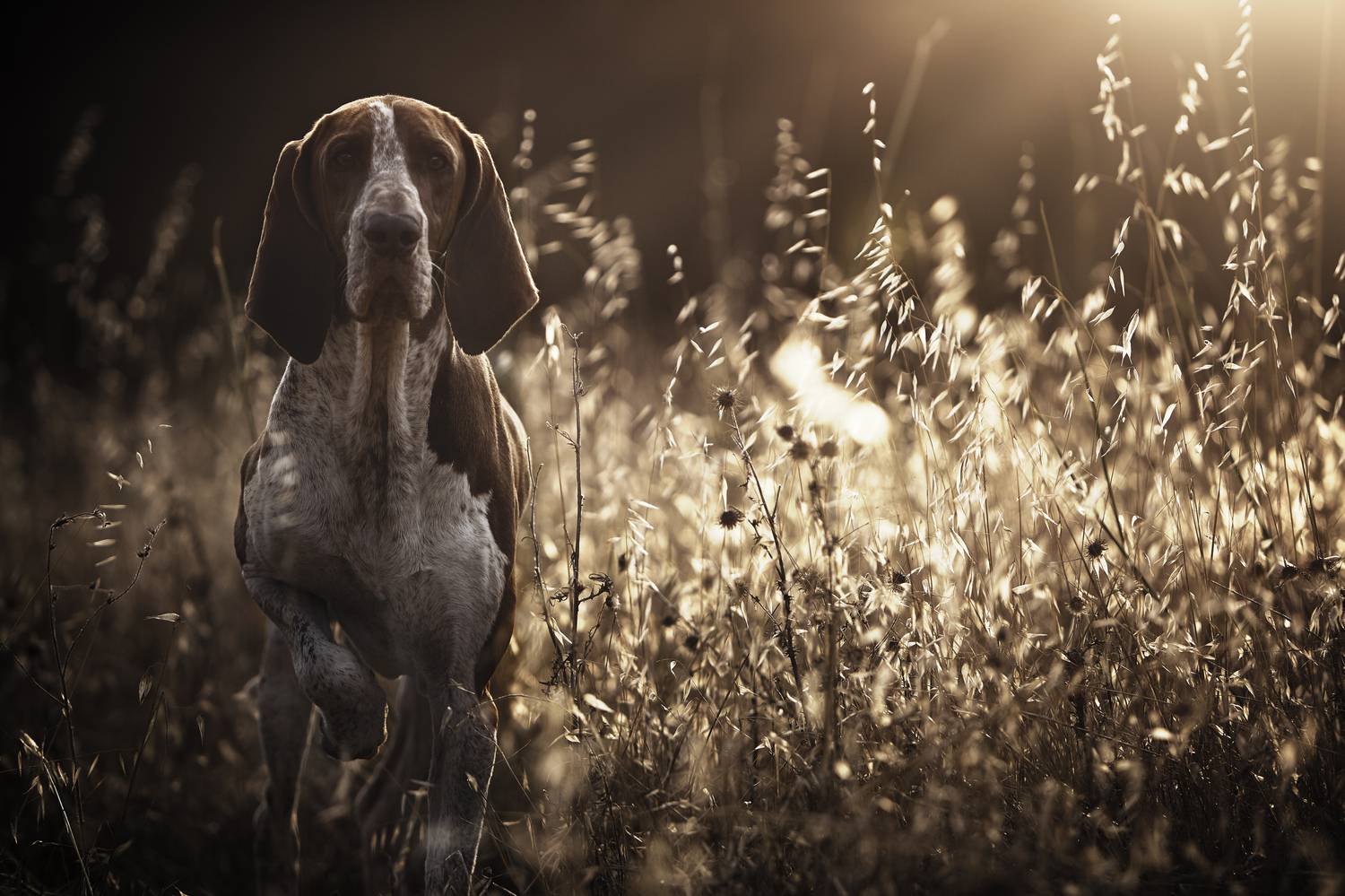 dogs,pets,golden,hour,flowers,backlight,camp,braco,italianonatural light,photography,portrait,warm,colors,smile,outdoor,, Alexandre Marques