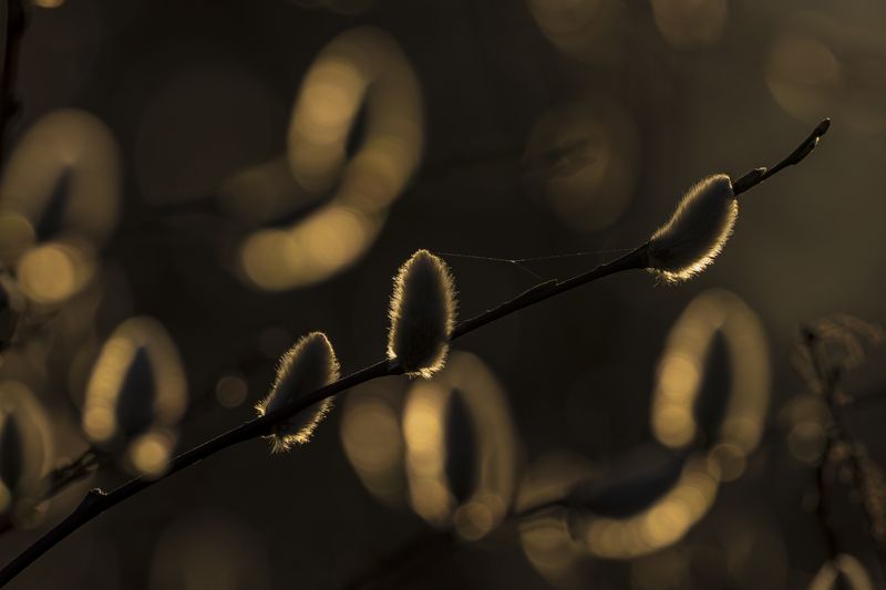 Верба фото превью