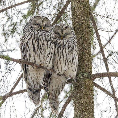 Совиное семейство