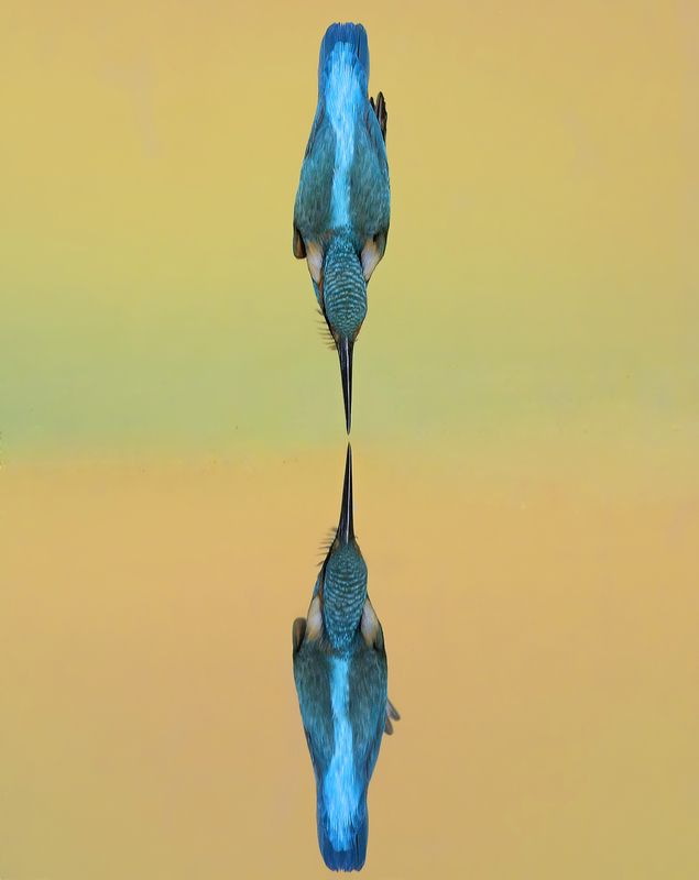 Kingfisher фото превью
