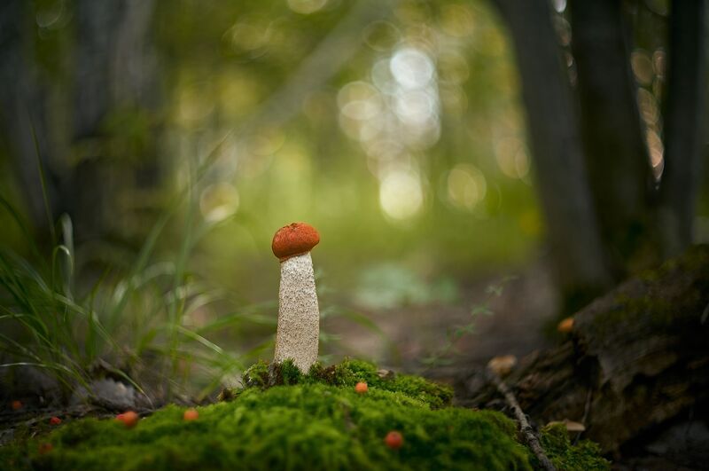 ----------- фото превью