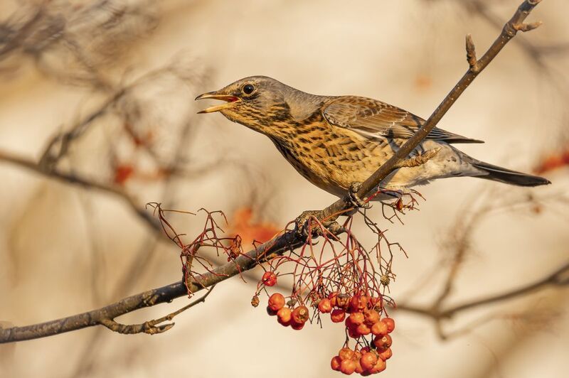 Рябинник Рябинник фото превью