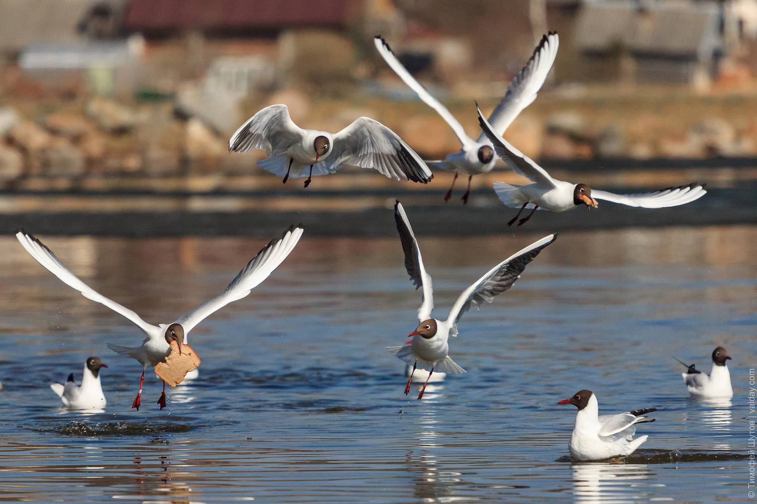 валдай, Тимофей Шутов