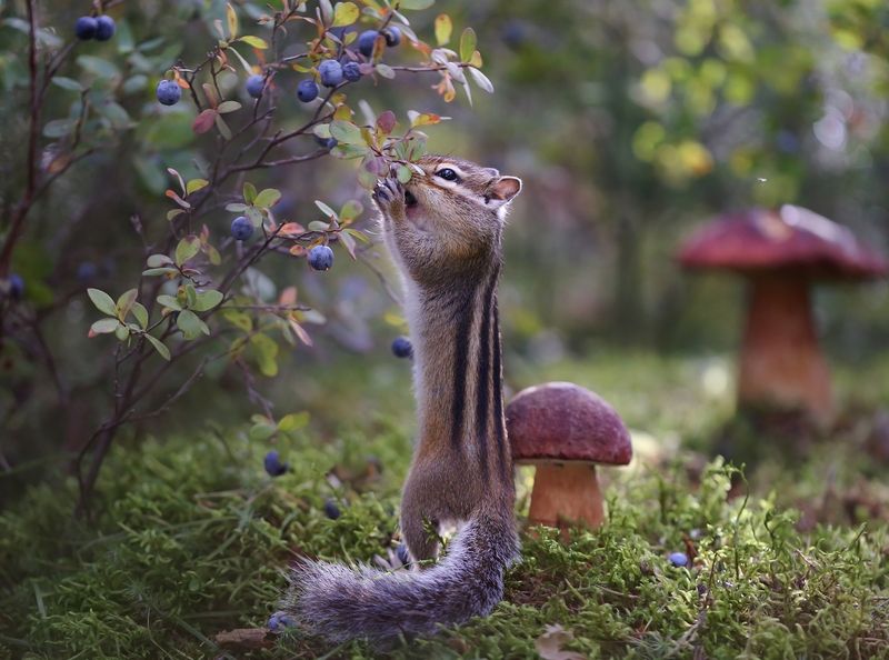 нерюнгри, бурундук, якутия, дикие_животные, женялевина, евгениялевина, животныеякутии, бурундукиибелкилевиной, голубика, боровик Сладенькая! фото превью