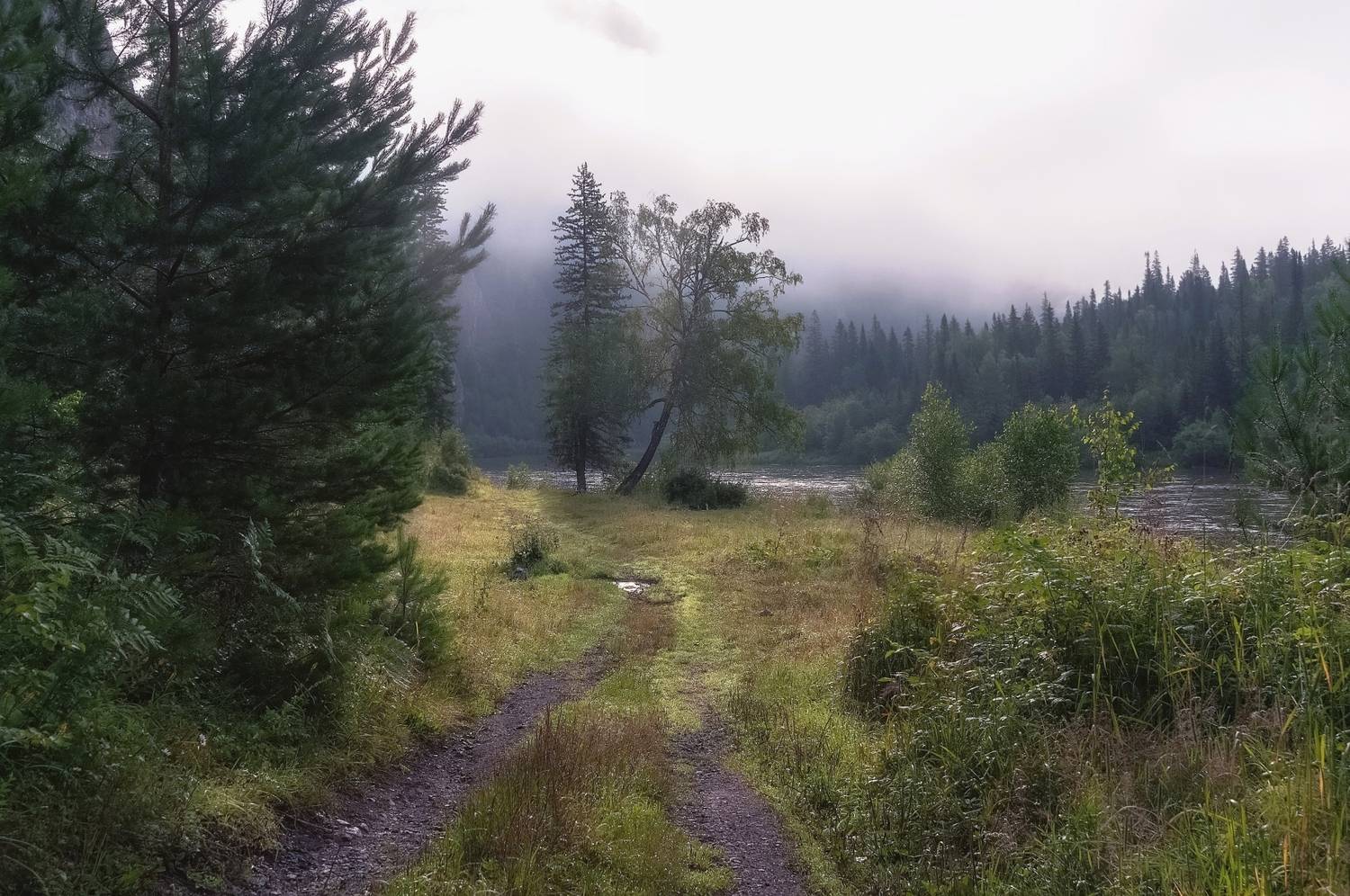сибирь, туман, мана, утро, деревья, тропа, Фомина Марина