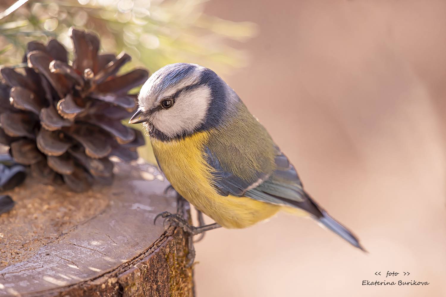 , Бурикова Екатерина