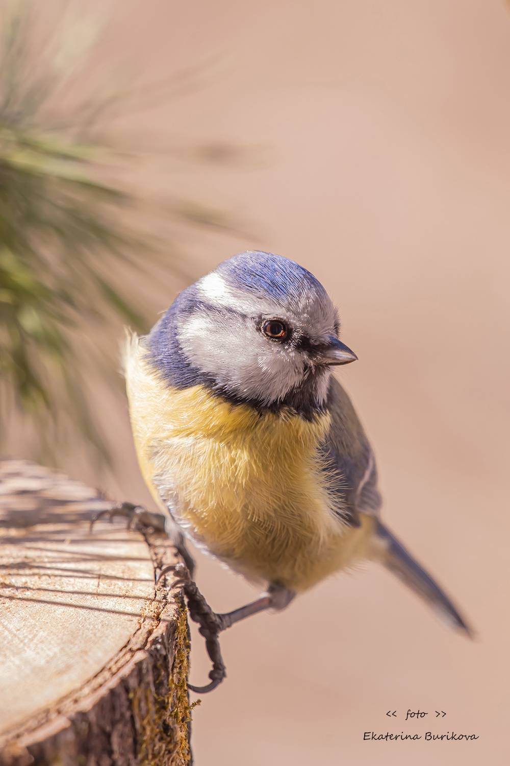 , Бурикова Екатерина