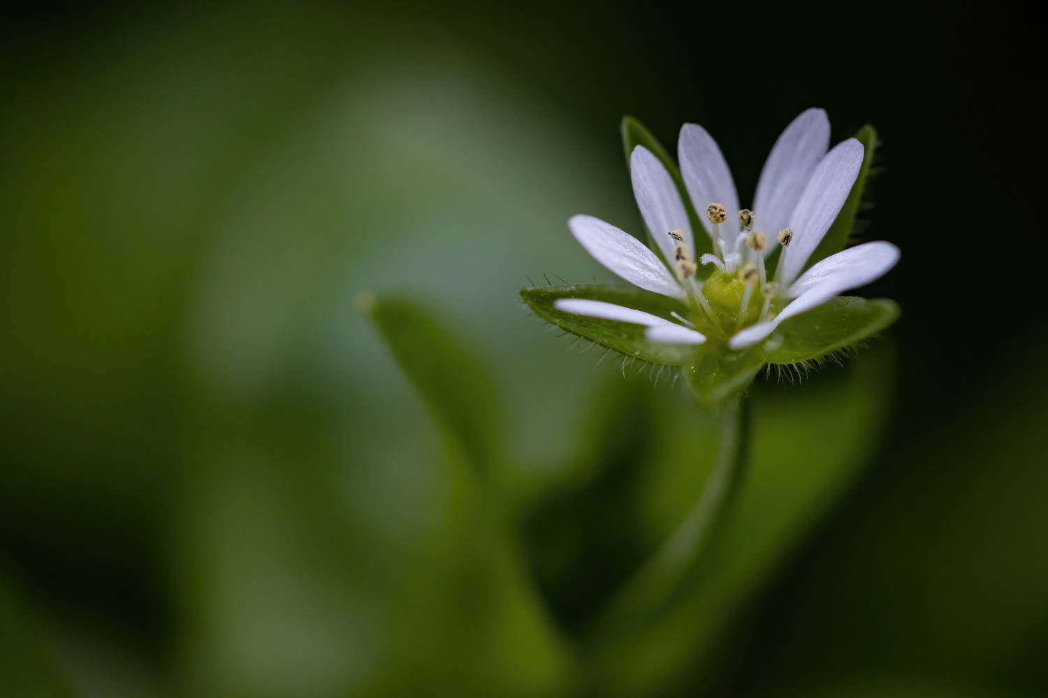 , Бистра Стоименова