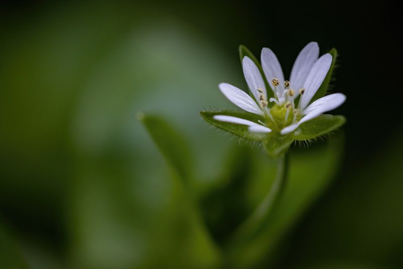 Макро фото превью