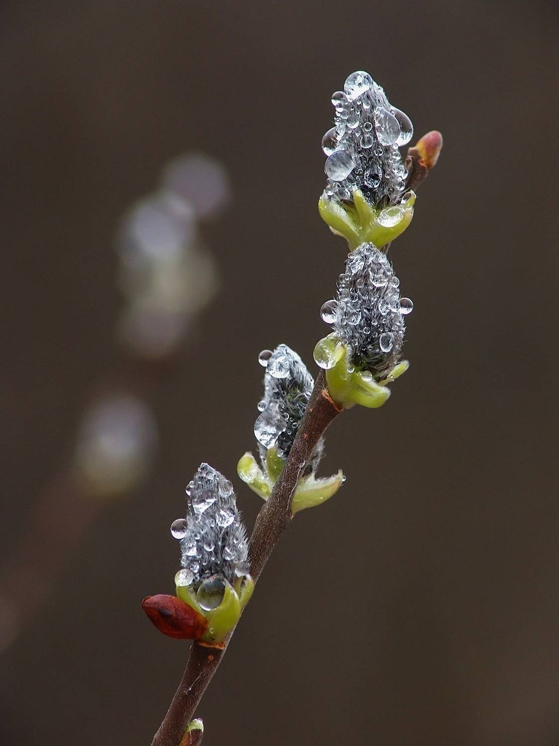 апрель, ива, Медведев Александр