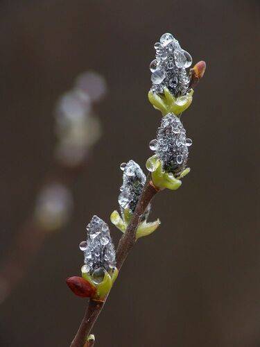 Апрельское мокромакро