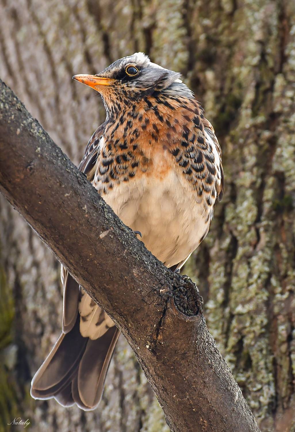, Наталья Екимова
