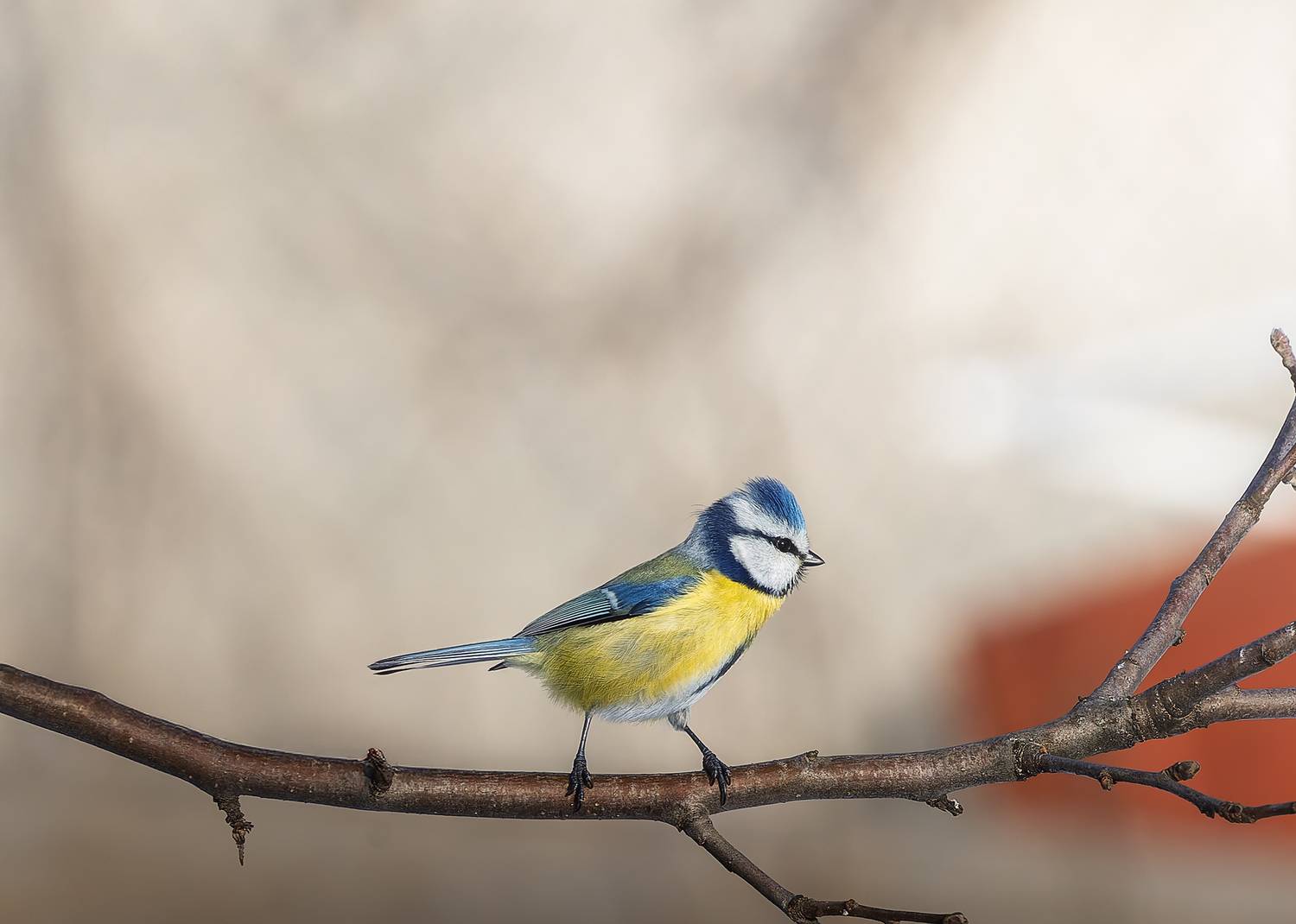 , Загруев Михаил