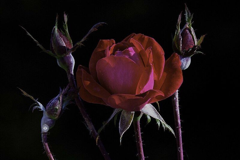 Rose фото превью