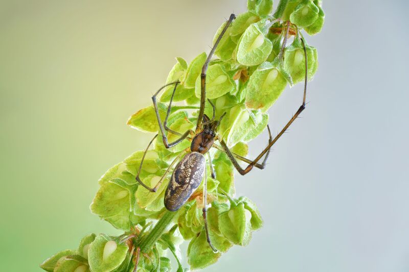 Tetragnathidae фото превью