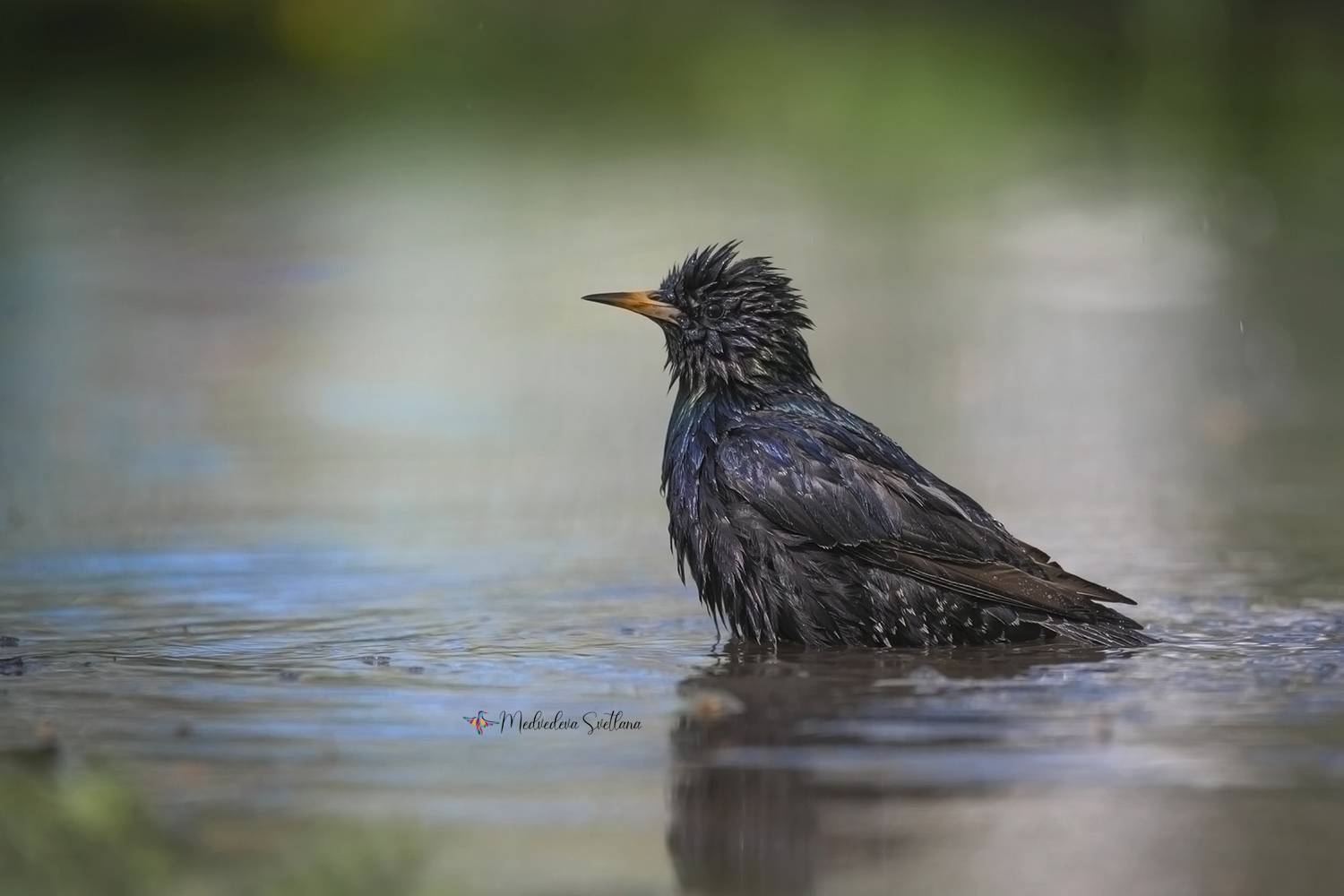 скворец, птица, фотоохота, Медведева Светлана