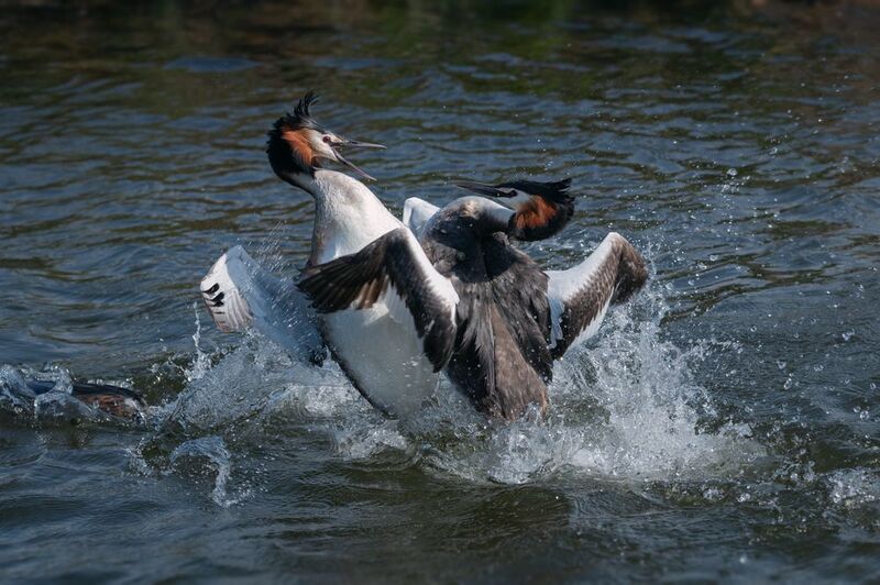 Бои без правил фото превью
